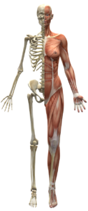musculosquelettique