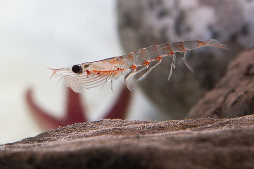 De son nom latin Euphosia Superba, Le Krill est un petit crustacé de la famille des crevettes.