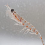 [ATHROSE-ARTHRITE] : le krill peut-il soulager vos articulations ? [HUILE DE KRILL – OMEGA 3]