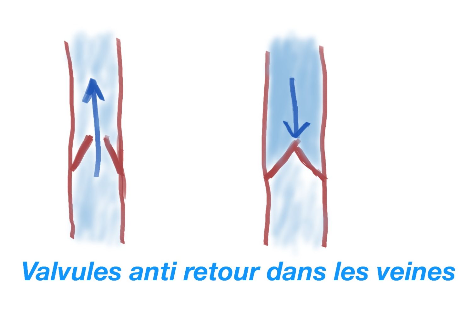 5 Meilleurs Sports 🏅 pour Soulager les Jambes Lourdes et Insuffisance