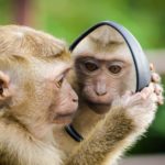 ARTHROSE, AVC, SDRC (algodystrophie) ou AMPUTATION : la thérapie miroir pourrait bien vous sauver ! ARTHROSE, AVC, SDRC (algodystrophie) ou AMPUTATION : la thérapie miroir pourrait bien vous sauver !