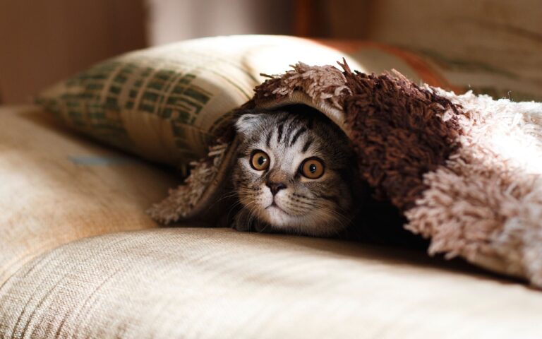 Un chat sous une couverture électrique pour se chauffer.