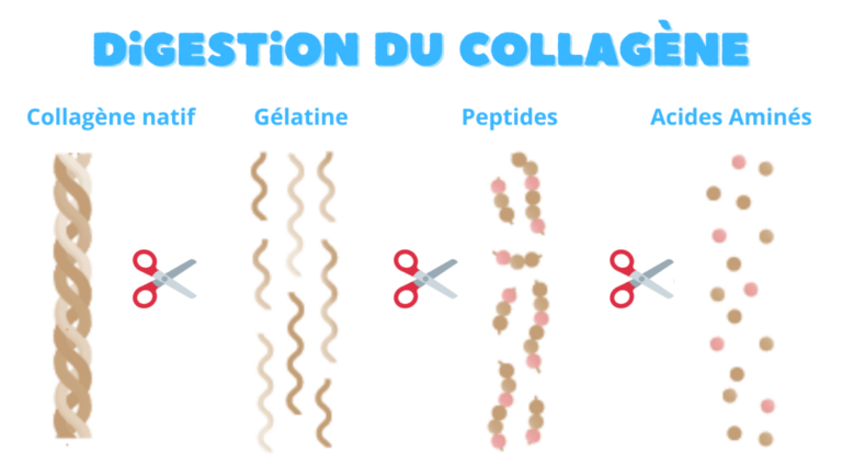 Digestion du collagène natif en peptides de collagène.