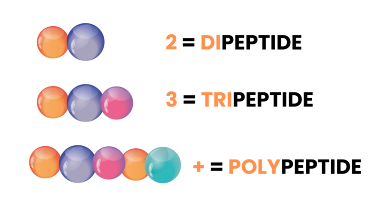 Dipeptide de collagène, tripeptide de collagène polypeptide de collagène.