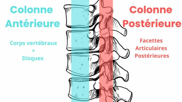 Conceptualisation de la colonne vertébrale en deux colonnes