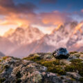Shilajit bienfaits pour la santé