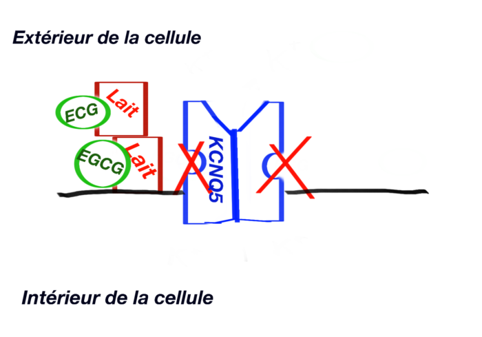 Canaux voltage dépendant KCNQ5 et catéchine du thé - inhibition par le lait
